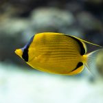 A guide to exploring the world's most vibrant coral reefs