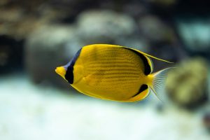 A guide to exploring the world's most vibrant coral reefs