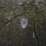 The quiet revolution of hydrogen fuel cells and their potential