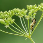 Electronics for Real-Time Wildlife Tracking and Study