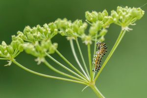 Electronics for Real-Time Wildlife Tracking and Study