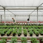 Cultivating an Abundance Mindset in All Aspects of Life