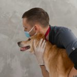 Automated Pet Care Gadgets Perfect For Busy Professionals