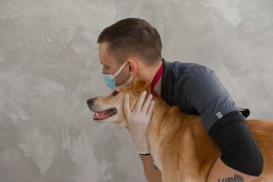 Automated Pet Care Gadgets Perfect For Busy Professionals